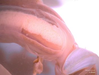 Media type: image;   Malacology 356327 Description: Specimen in ethanol;